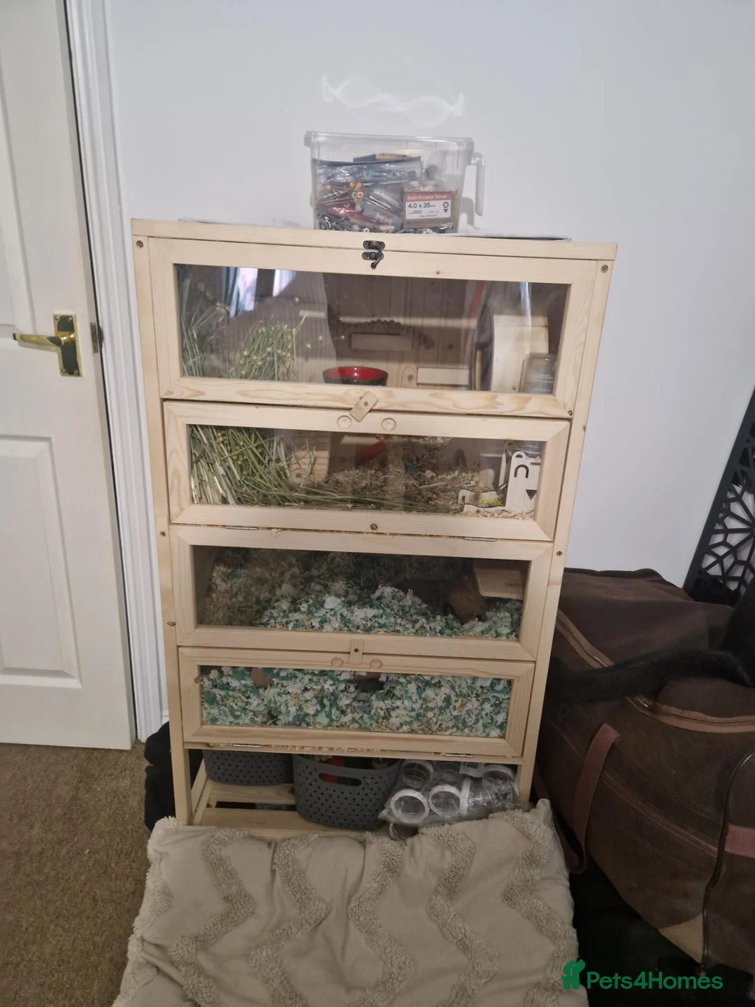 Gerbil rodents for sale: Pair of Gerbil Brothers for rehoming asap in Dereham - Advert 1