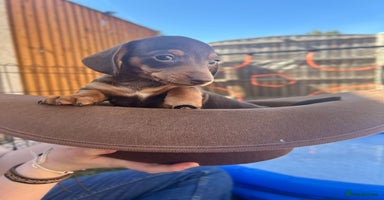 Miniature Dachshund dogs in Wakefield - Advert 4