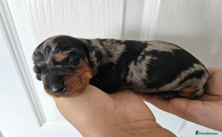 Dachshund dogs - Advert 1