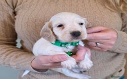 Cocker Spaniel dogs for sale: Show Type Cocker Spaniel Puppies  - Image 5