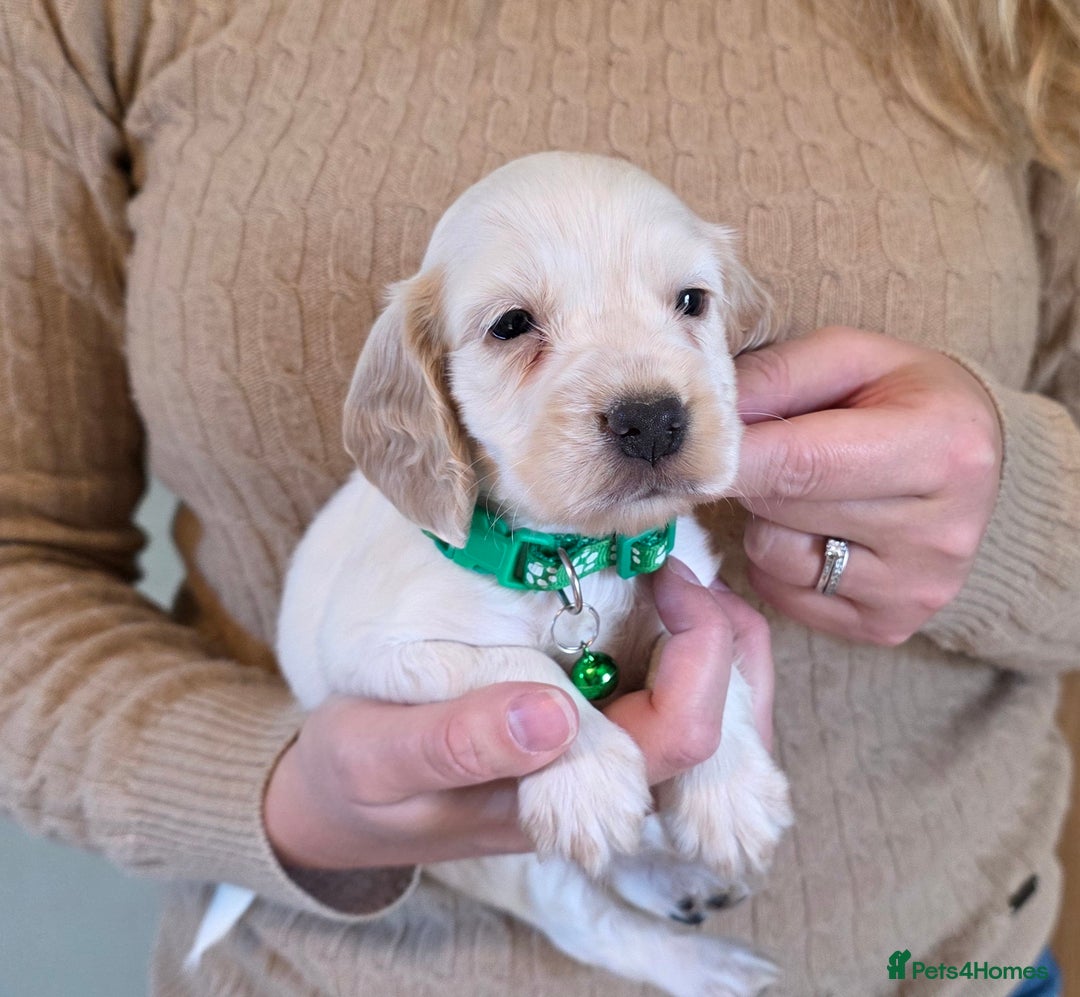 Cocker Spaniel dogs for sale: Show Type Cocker Spaniel Puppies  - Image 5