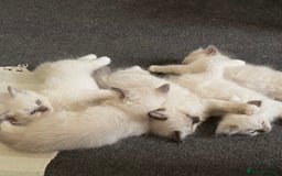 Ragdoll cats for sale: Beautiful kittens and lovely  - Image 1