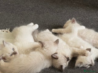 Ragdoll cats - Advert 22