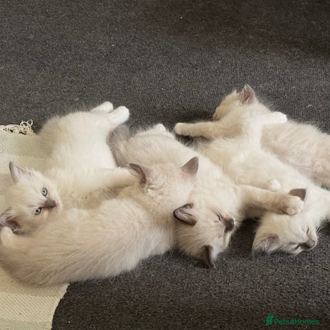 Ragdoll cats - Advert 2