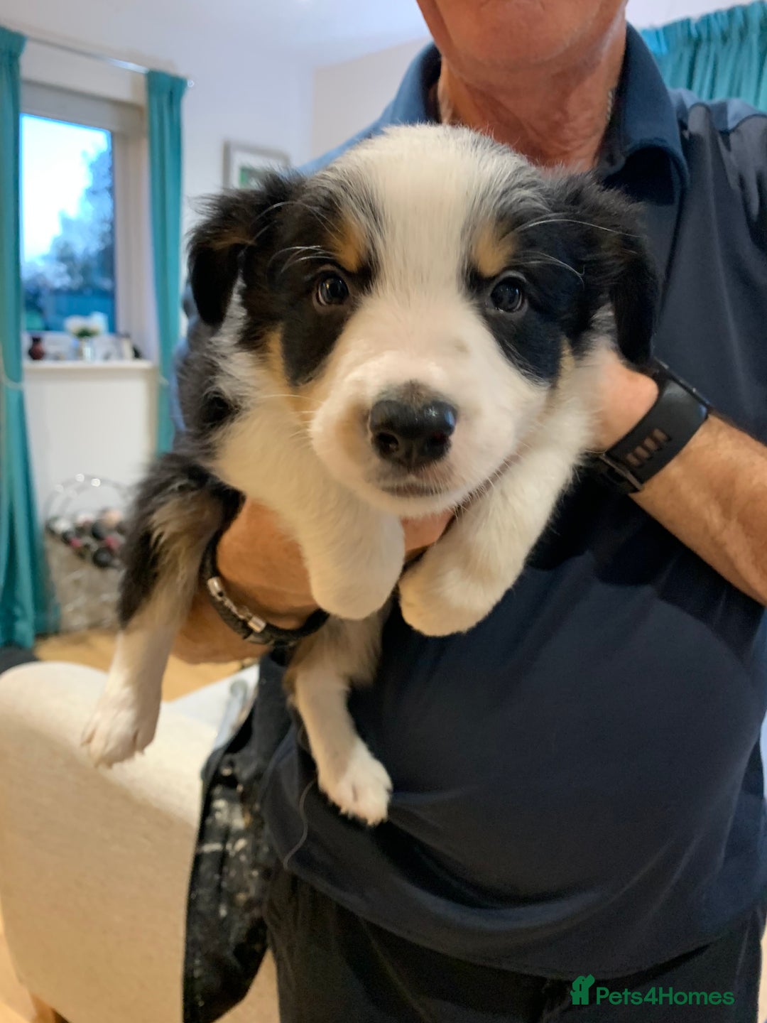 Border Collie dogs for sale: Fantastic Border Collies  - Image 7