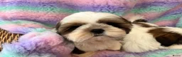 Shih Tzu dogs for sale: Lovely Shih Tzu puppies - Advert 10