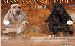 Cocker Spaniel dogs for sale: Outstanding quality show cockers  - Image 9