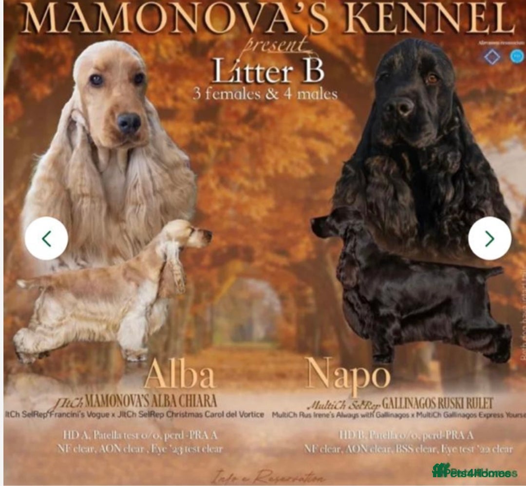Cocker Spaniel dogs for sale: Outstanding quality show cockers  - Image 9