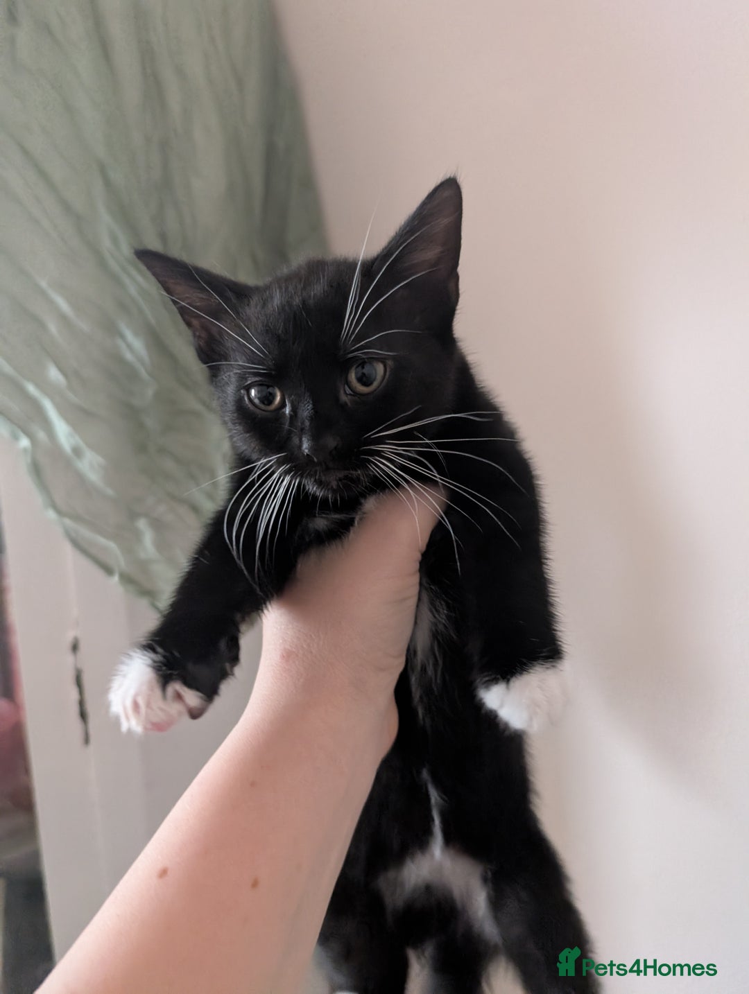 Mixed Breed cats for sale: Lovely black and Tuxedo kittens for sale - Image 4