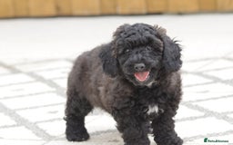 Poochon dogs for sale: F1 Poochon puppy for sale - Image 1
