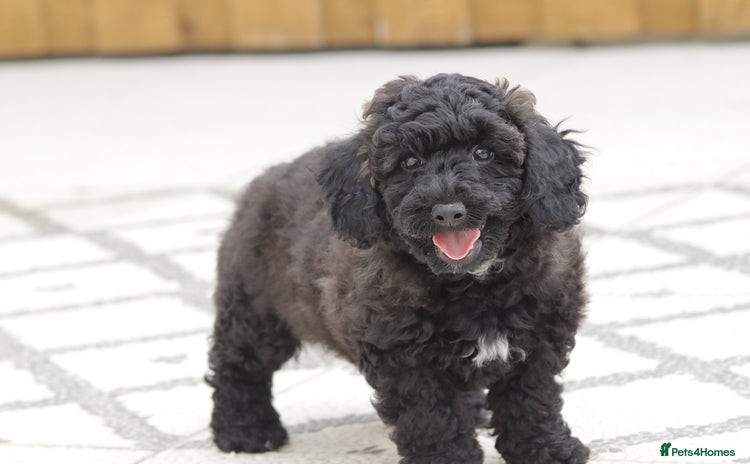 Poochon dogs - Advert 1