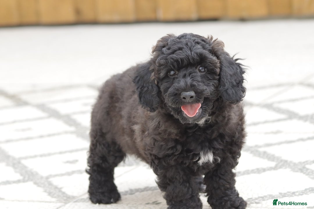 Poochon dogs for sale: F1 Poochon puppy for sale - Image 1