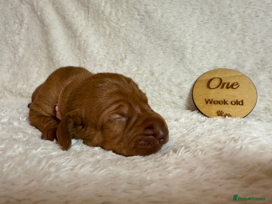 Hungarian Vizsla dogs for sale: KC registered Hungarian Viszla puppies - Advert 22