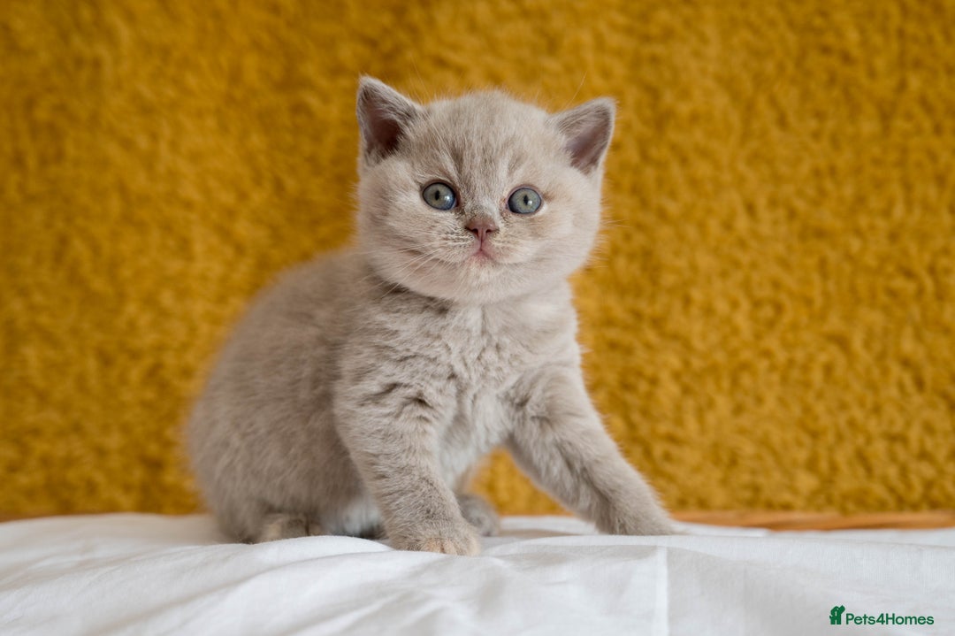 British Shorthair cats for sale: Stunning British Shorthair kittens - rare colours - Image 11