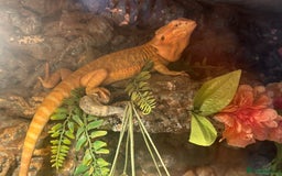 Bearded Dragon reptiles for sale: One year-old female bearded dragon - Image 8