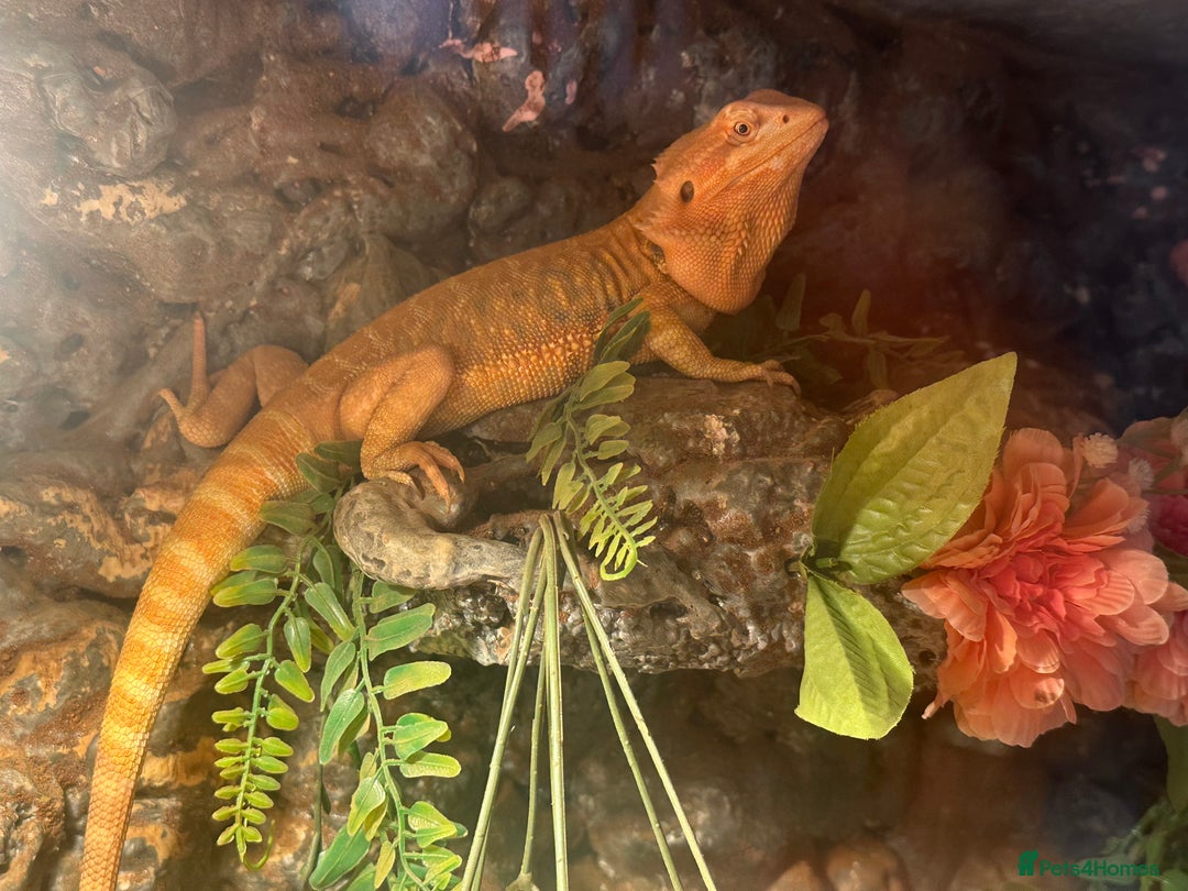 Bearded Dragon reptiles for sale: One year-old female bearded dragon - Image 8