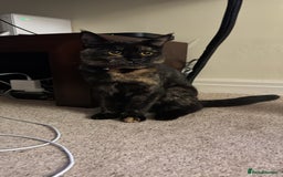 Mixed Breed cats for sale: Tortoiseshell cat  - Image 1