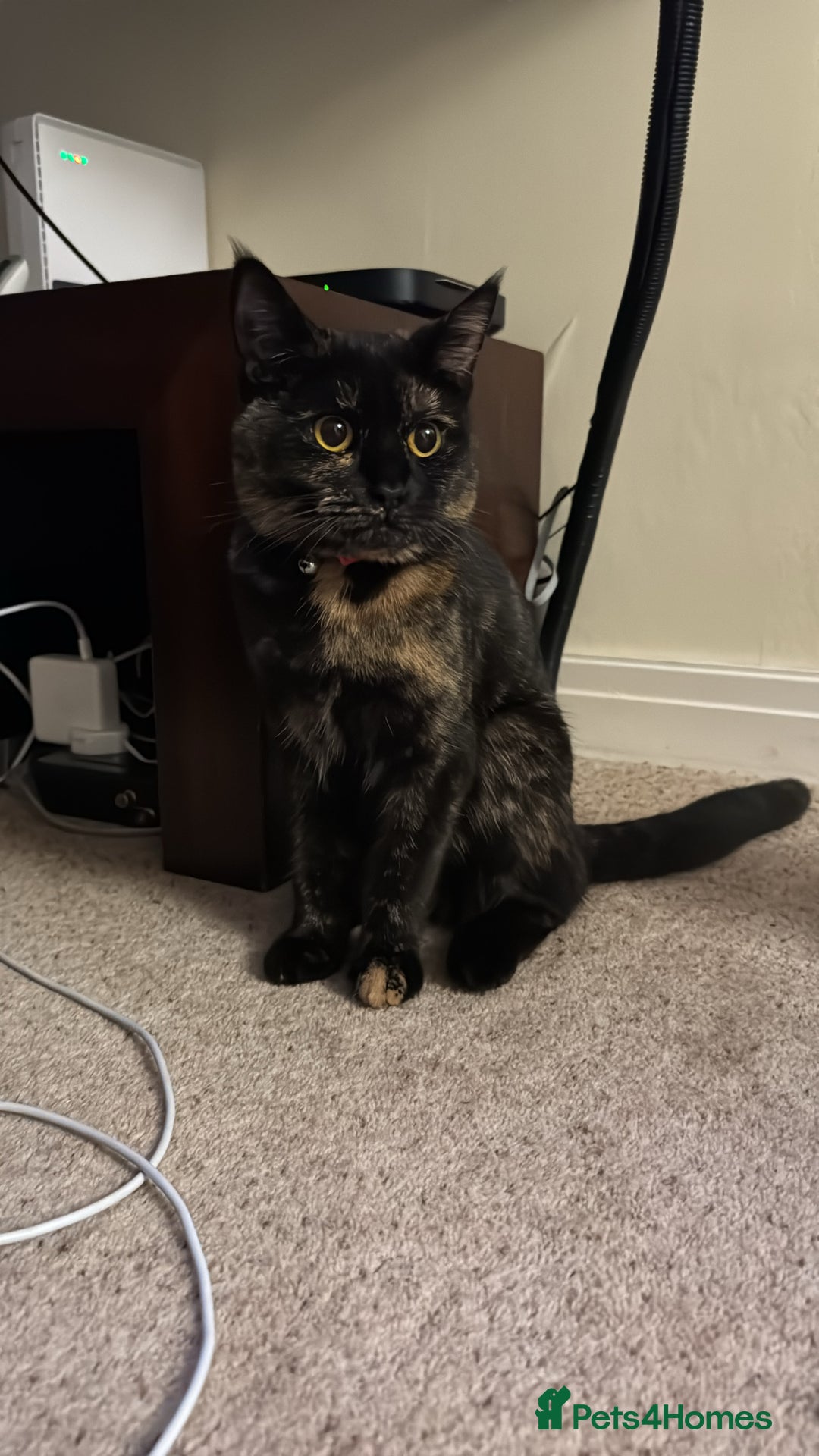 Mixed Breed cats for sale: Tortoiseshell cat  - Image 1