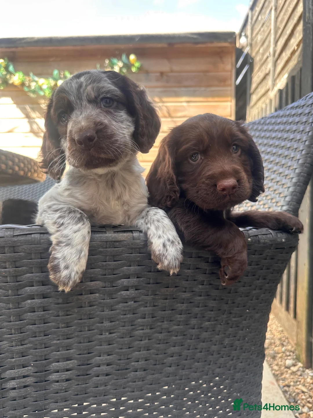 Cocker Spaniel dogs for sale: 2 beautiful cocker spaniel puppy’s  - Advert 1