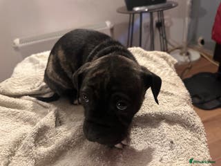Mixed Breed dogs Beautiful staffy puppies looking for forever home - Advert 5
