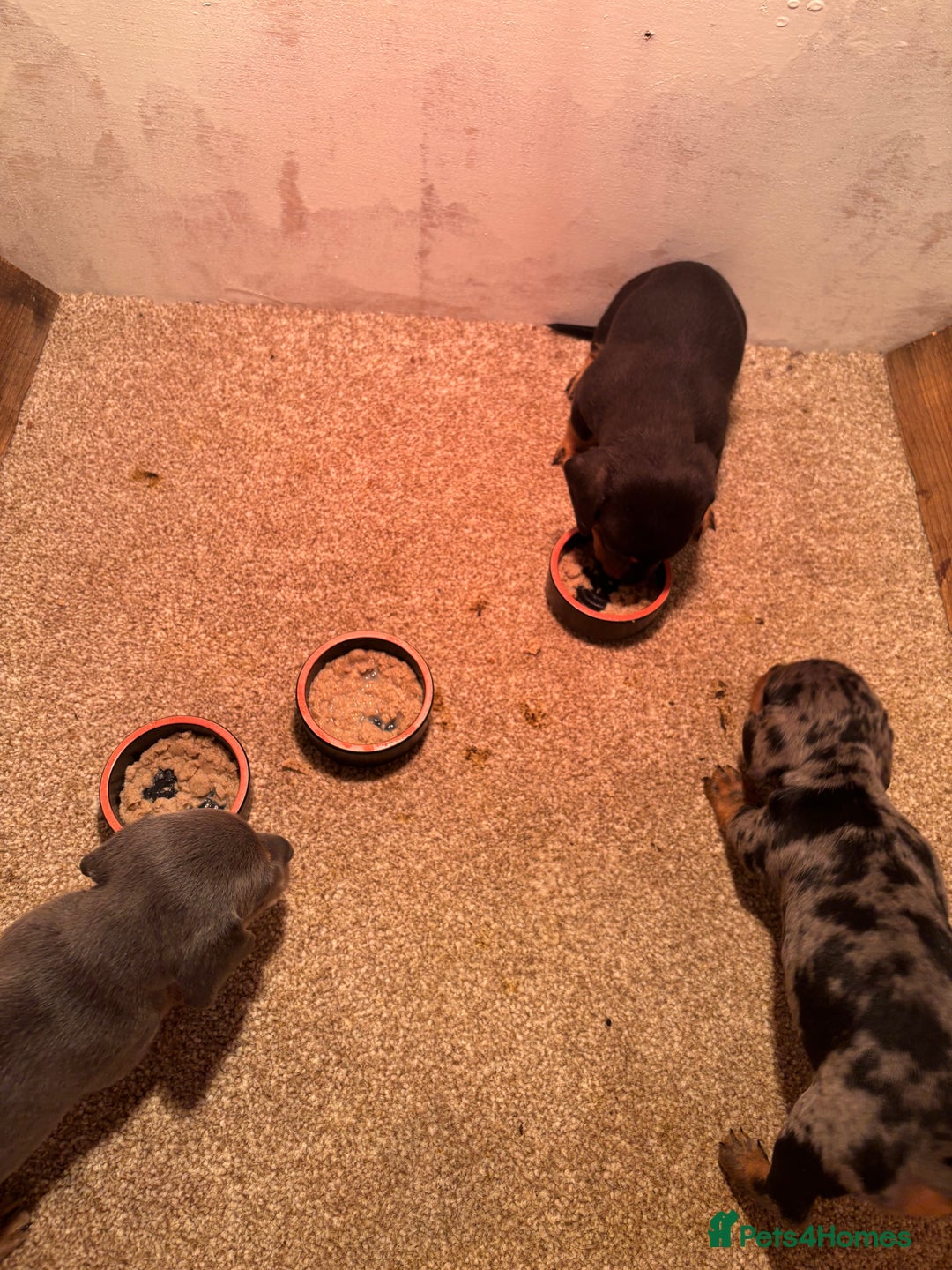 Miniature Dachshund dogs for sale: Gorgeous Miniature Dachshunds! Ready 23 Dec - Advert 11