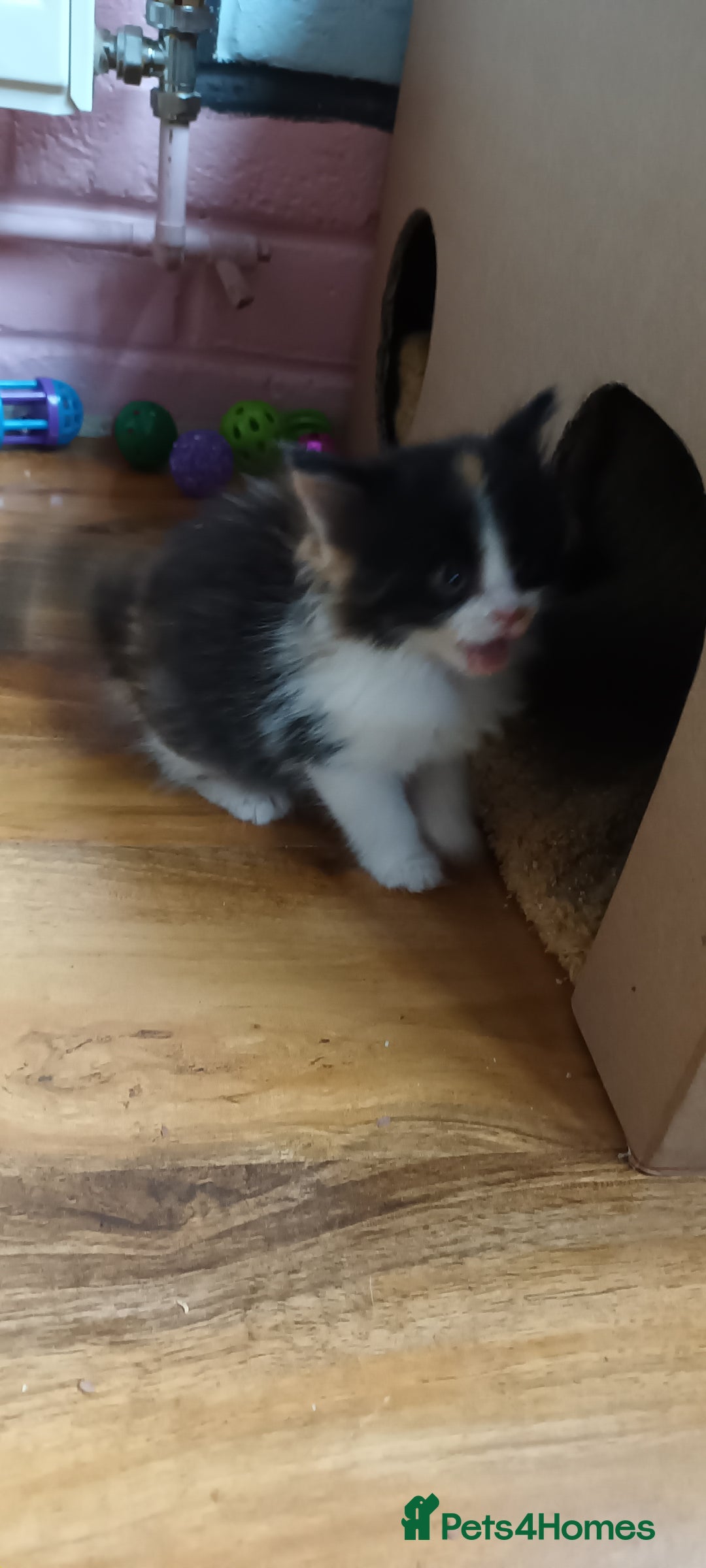 Domestic Shorthair cats for sale: 2 black and white twin girls left, ready now❤️ - Advert 7