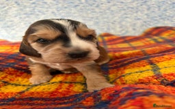 Cocker Spaniel dogs for sale: Beautiful cocker spaniel Boys  - Image 6