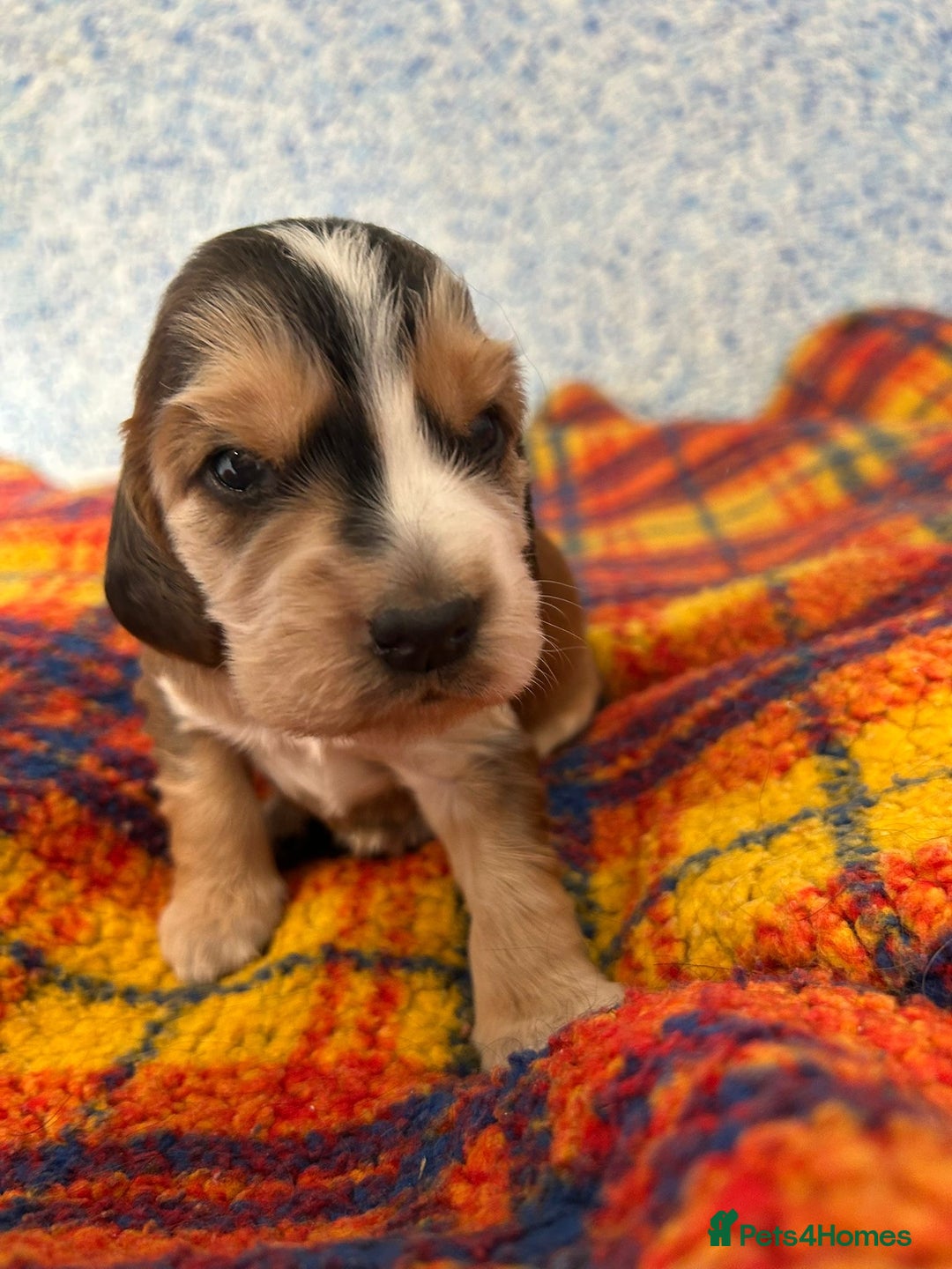 Cocker Spaniel dogs for sale: Beautiful cocker spaniel Boys  - Image 6