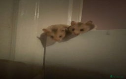 Hamster rodents for sale: Baby Syrian hamsters🐹  - Advert 4