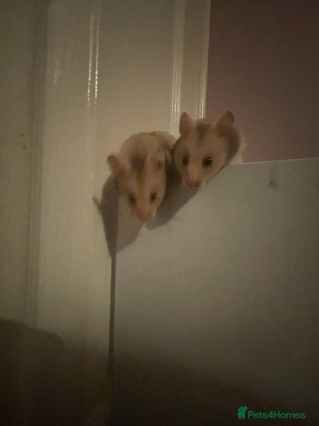 Hamster rodents for sale: Baby Syrian hamsters🐹  - Advert 4
