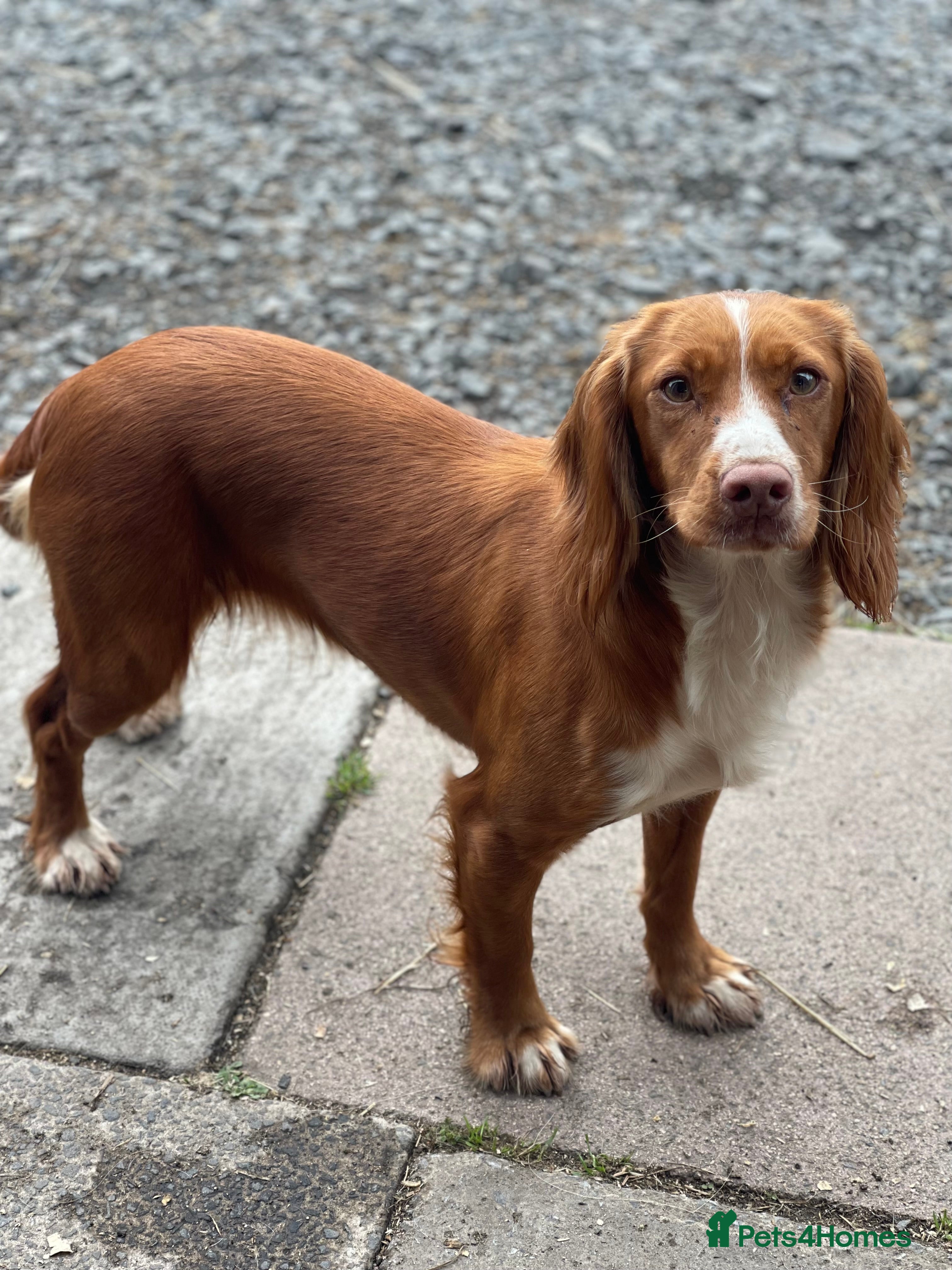 Cockapoo dogs Cockerpoo Puppies (F1) - Advert 1