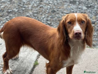 Cockapoo dogs Cockerpoo Puppies (F1) - Advert 1