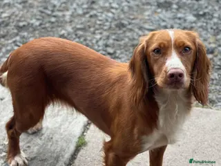 Cockapoo dogs Cockerpoo Puppies (F1) - Advert 16