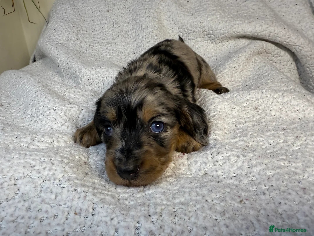 Miniature Dachshund dogs for sale: Long Haired Miniature Dachshund  - Advert 3