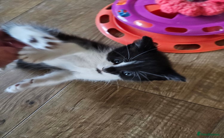 Mixed Breed cats - Advert 11