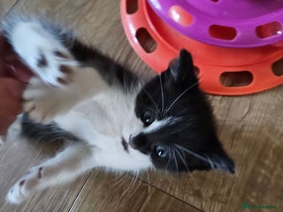 Mixed Breed cats - Advert 10