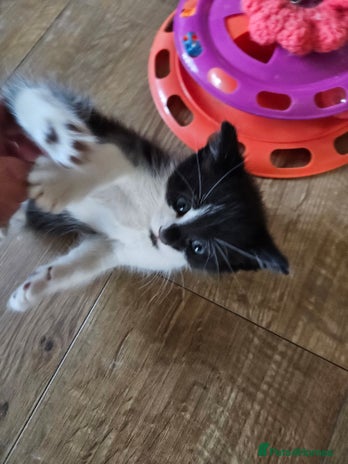 Mixed Breed cats - Advert 10