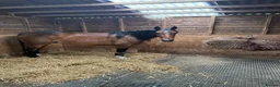American Standardbred horses for sale: Dallas 14.2hh American Standardbred Gelding 9yo - Advert 4