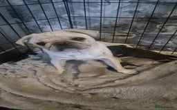 Pug dogs for sale: 4 beautiful pugs  - Image 20