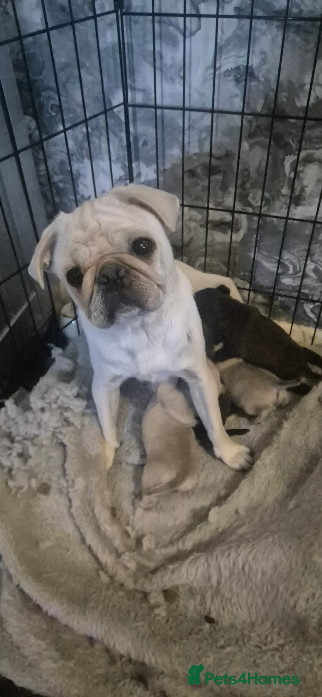 Pug dogs for sale: 4 beautiful pugs  - Image 20