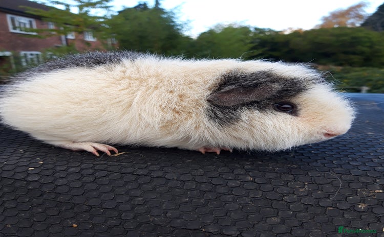Guinea Pig rodents - Advert 18