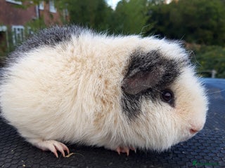 Guinea Pig rodents - Advert 7