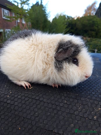 Guinea Pig rodents - Advert 10