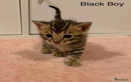 Bengal cats for sale: Pure Bengal Kittens Available  - Image 9