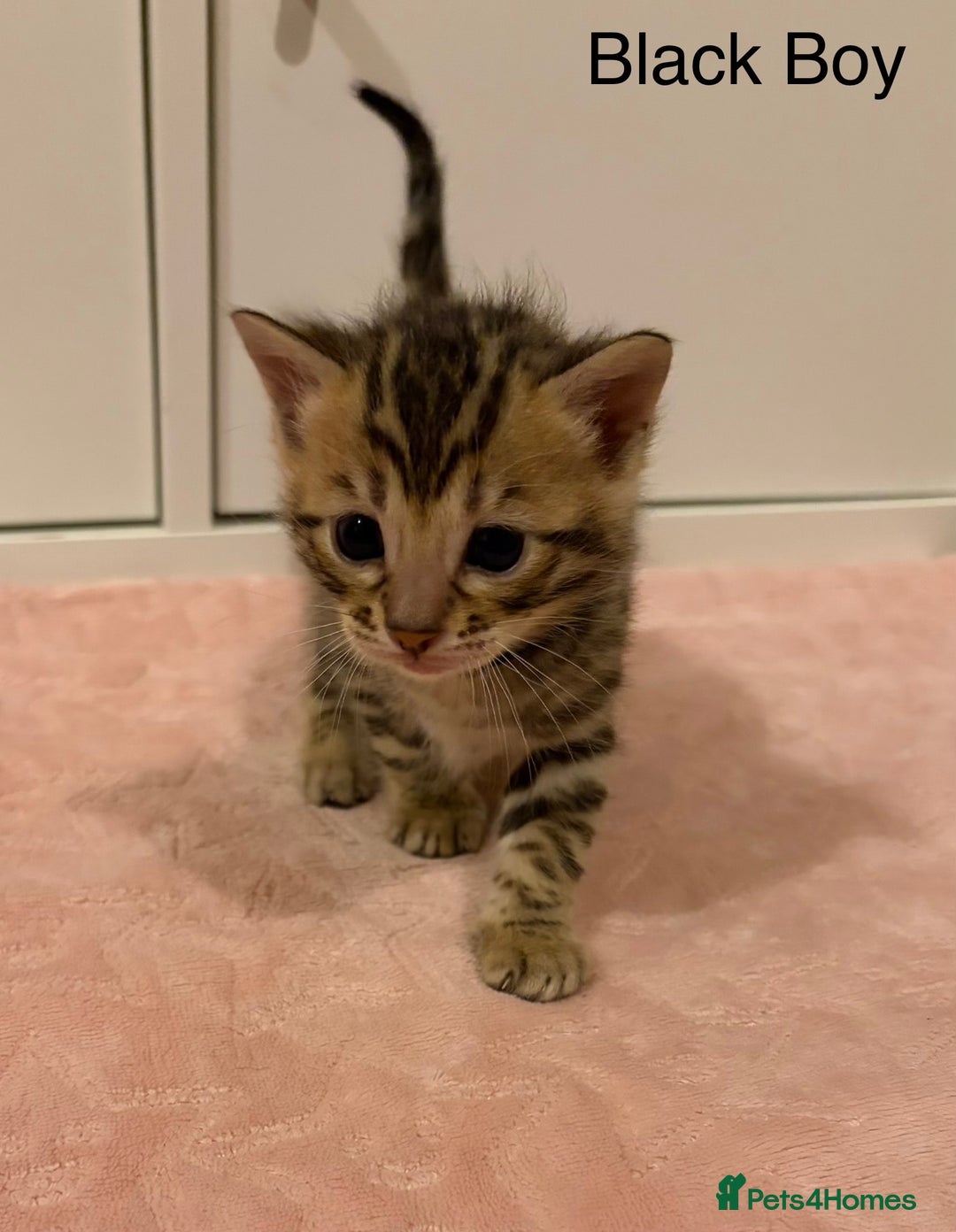 Bengal cats for sale: Pure Bengal Kittens Available  - Image 9