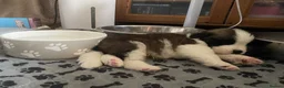 Saint Bernard dogs for sale: (Last 3) Gorgeous Saint Bernard puppies available  - Advert 25