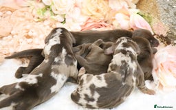Miniature Dachshund dogs for sale: KC Miniature Dachshund Puppies - Image 2