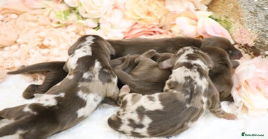 Miniature Dachshund dogs - Advert 5