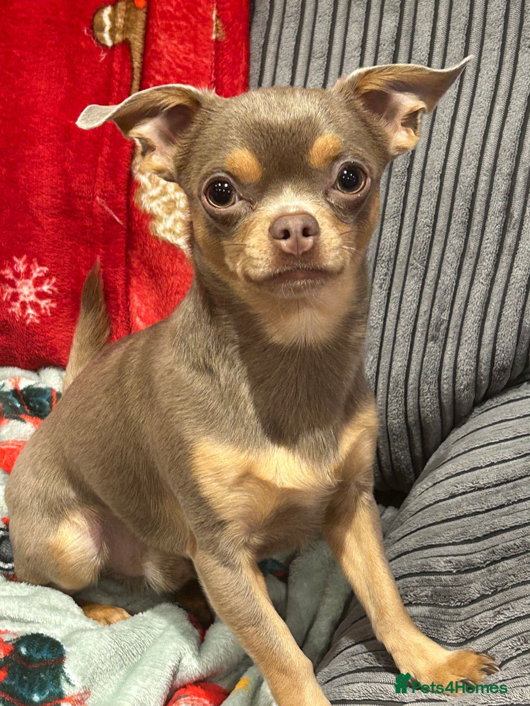 Chihuahua dogs for sale: Quiet Forever Home needed for darling Joey - Advert 5