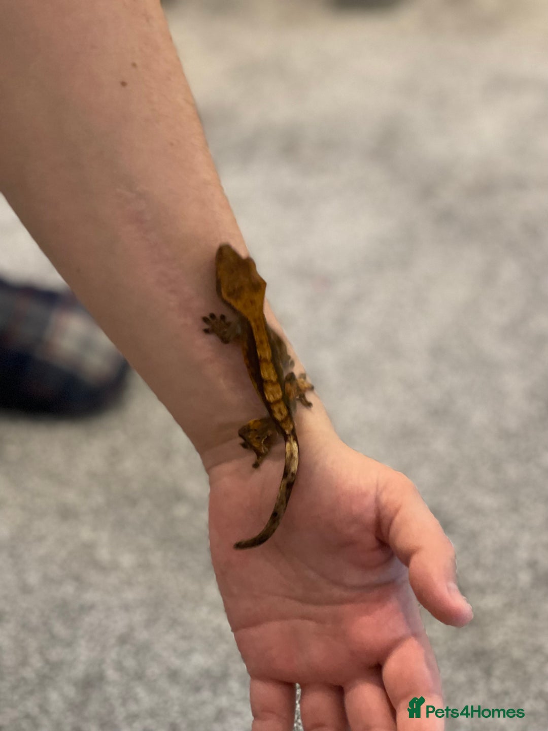 Gecko reptiles for sale: Crested Gecko - Advert 16